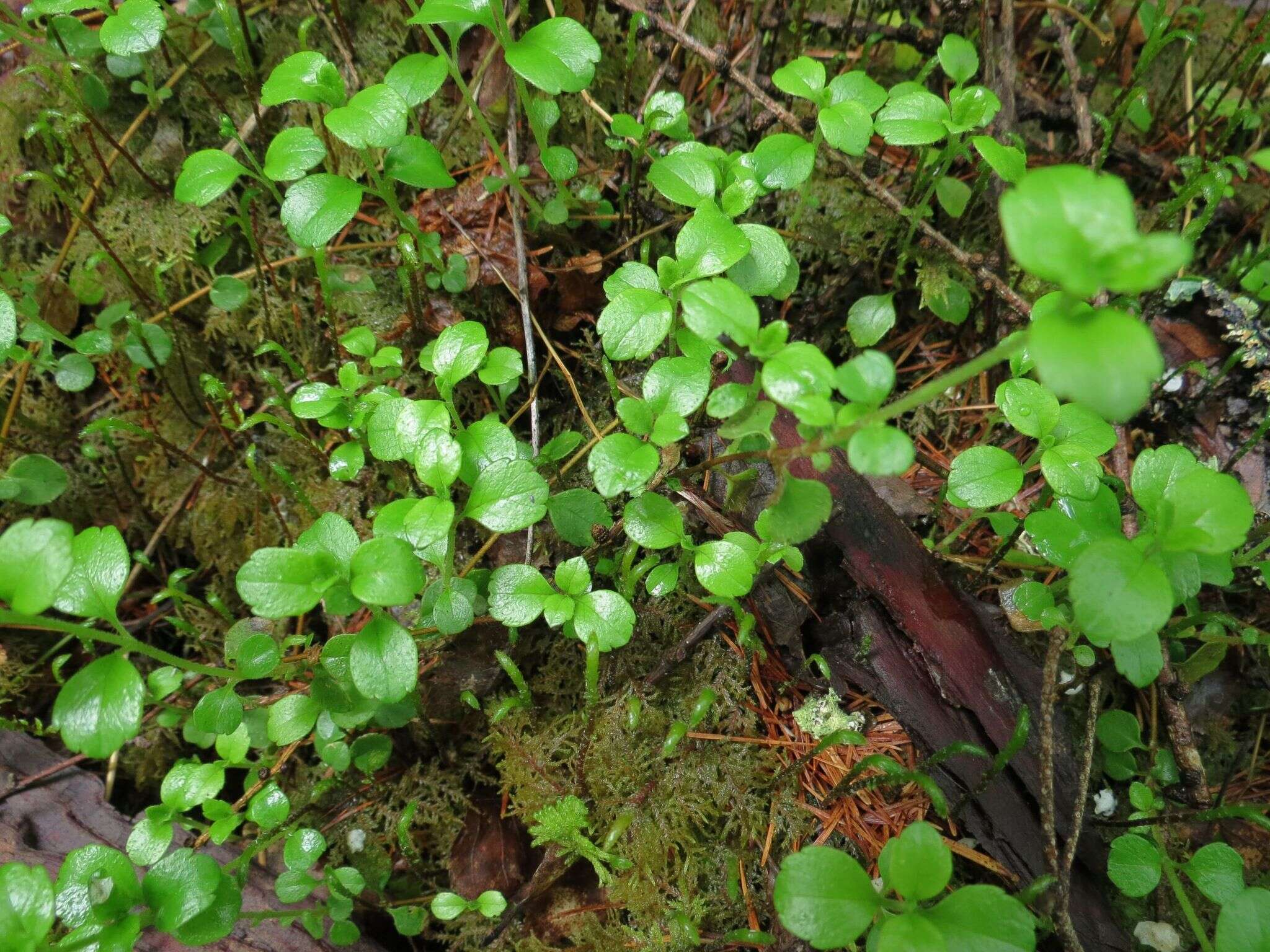 Chrysosplenium ramosum Maxim.的圖片