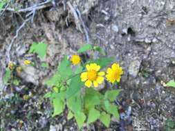 Image of Perityle cuneata Brandeg.