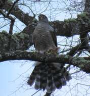 Image of Chilean Hawk