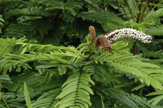 صورة Pentaclethra macroloba (Willd.) Kuntze