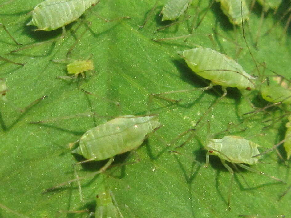 Image of pea aphid