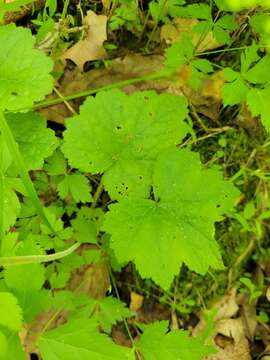 Image of Heartleaved foamflower