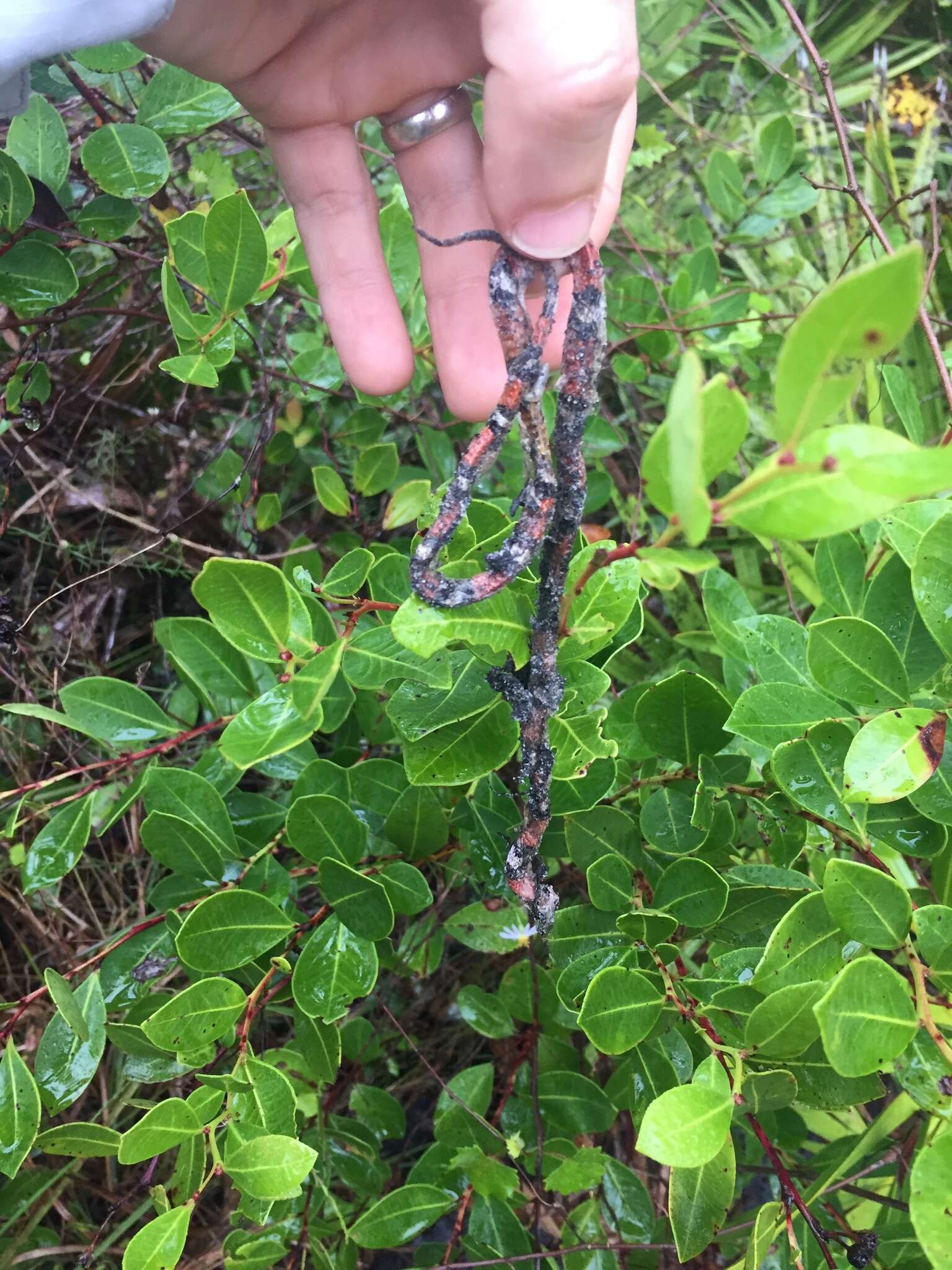 Image of Florida Scarlet Snake