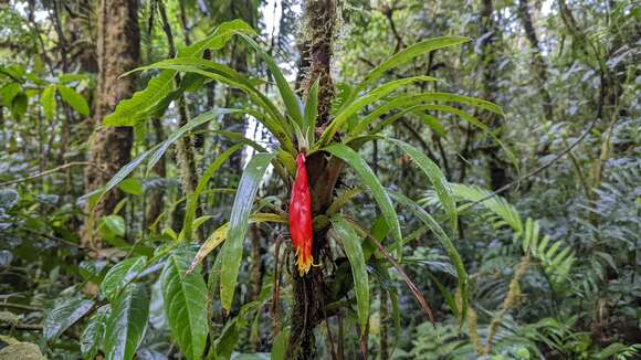 Guzmania nicaraguensis Mez & C. F. Baker的圖片