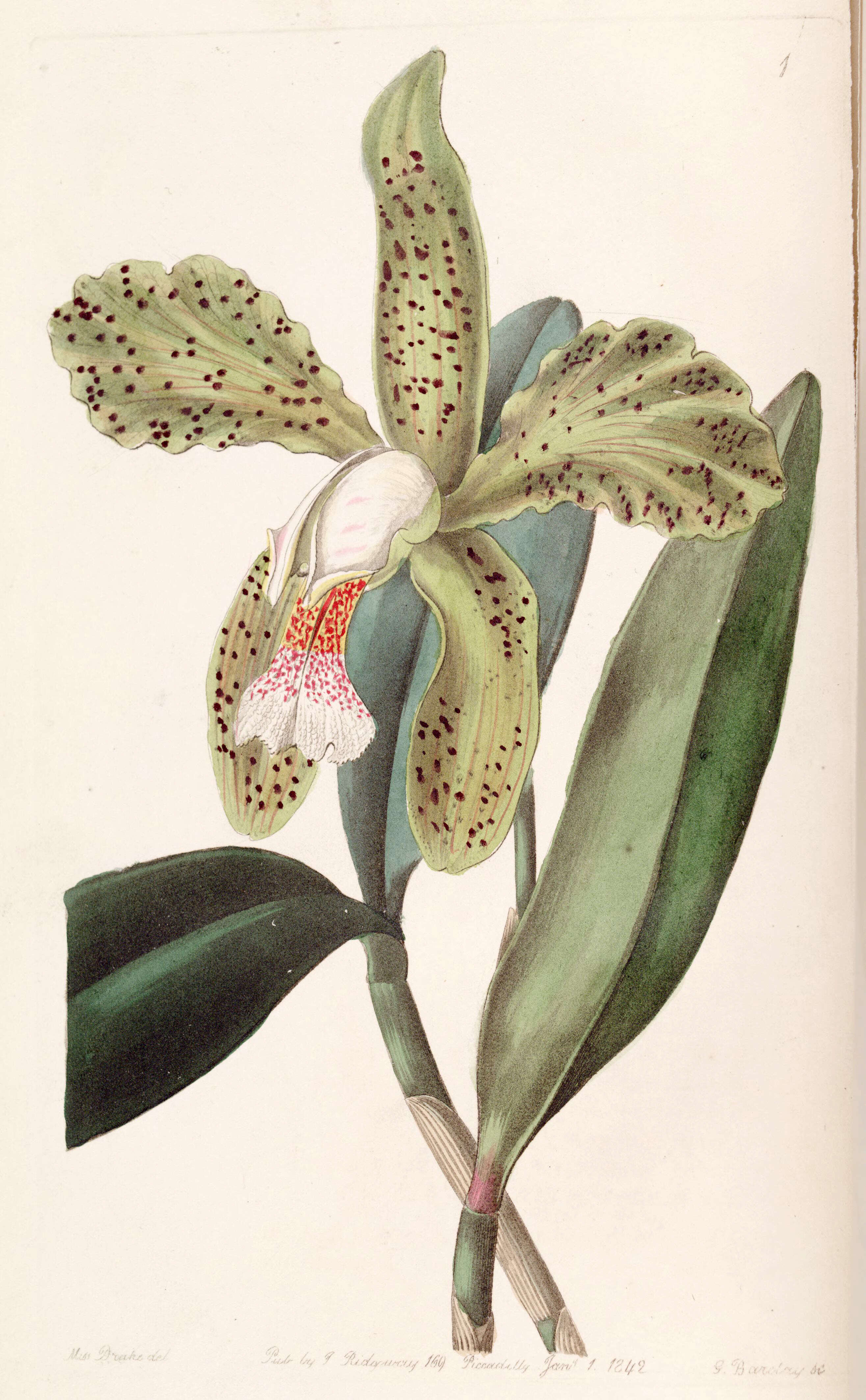 Image of Cattleya granulosa Lindl.