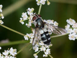 Leucozona laternaria (Muller 1776) resmi