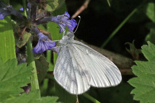 Image of Wood White