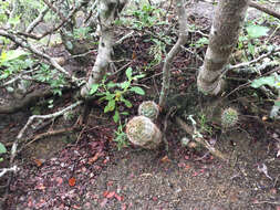 Image of Bailey's Hedgehog Cactus