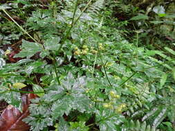 Image of Pacific Black-snakeroot