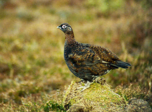 Слика од Lagopus lagopus scotica (Latham 1787)