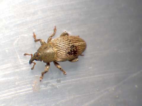 Image of Red Clover Seed Weevil