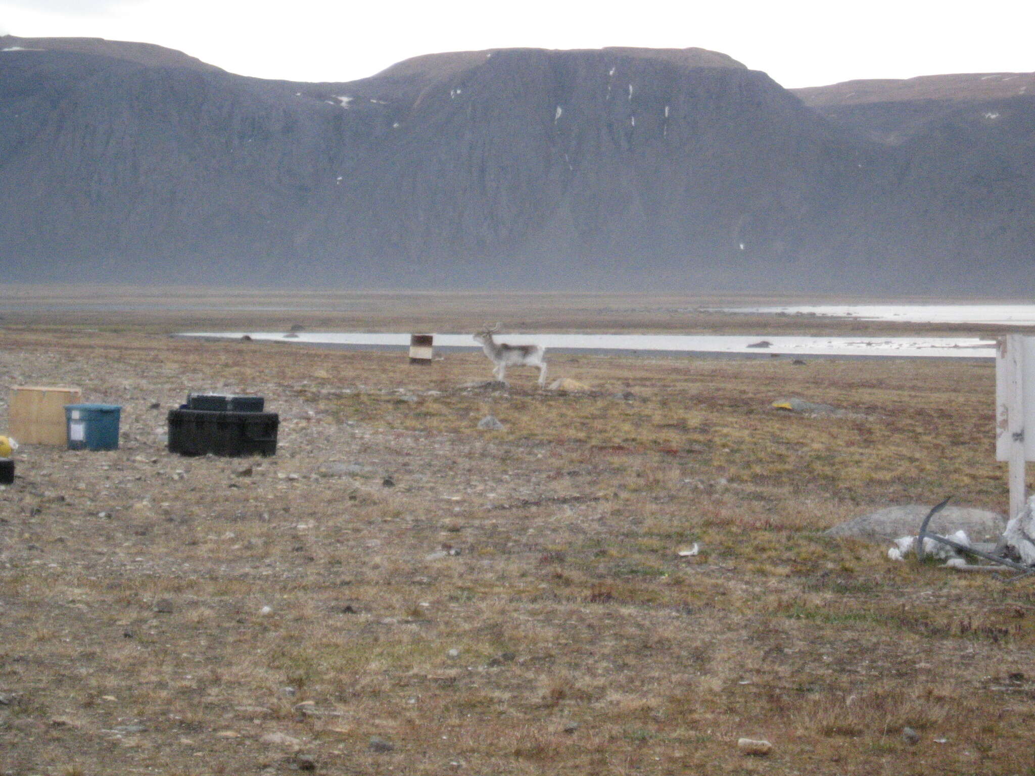 Image of Peary Caribou