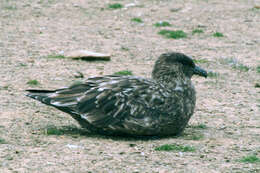 Image of Brown Skua