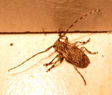 Image of Long-horned beetle