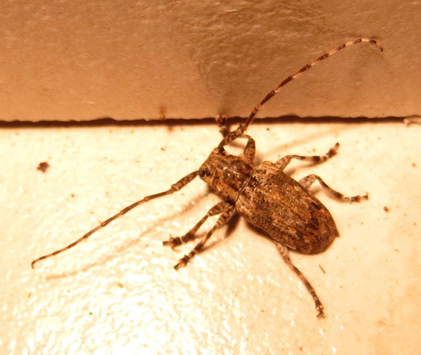 Image of Long-horned beetle