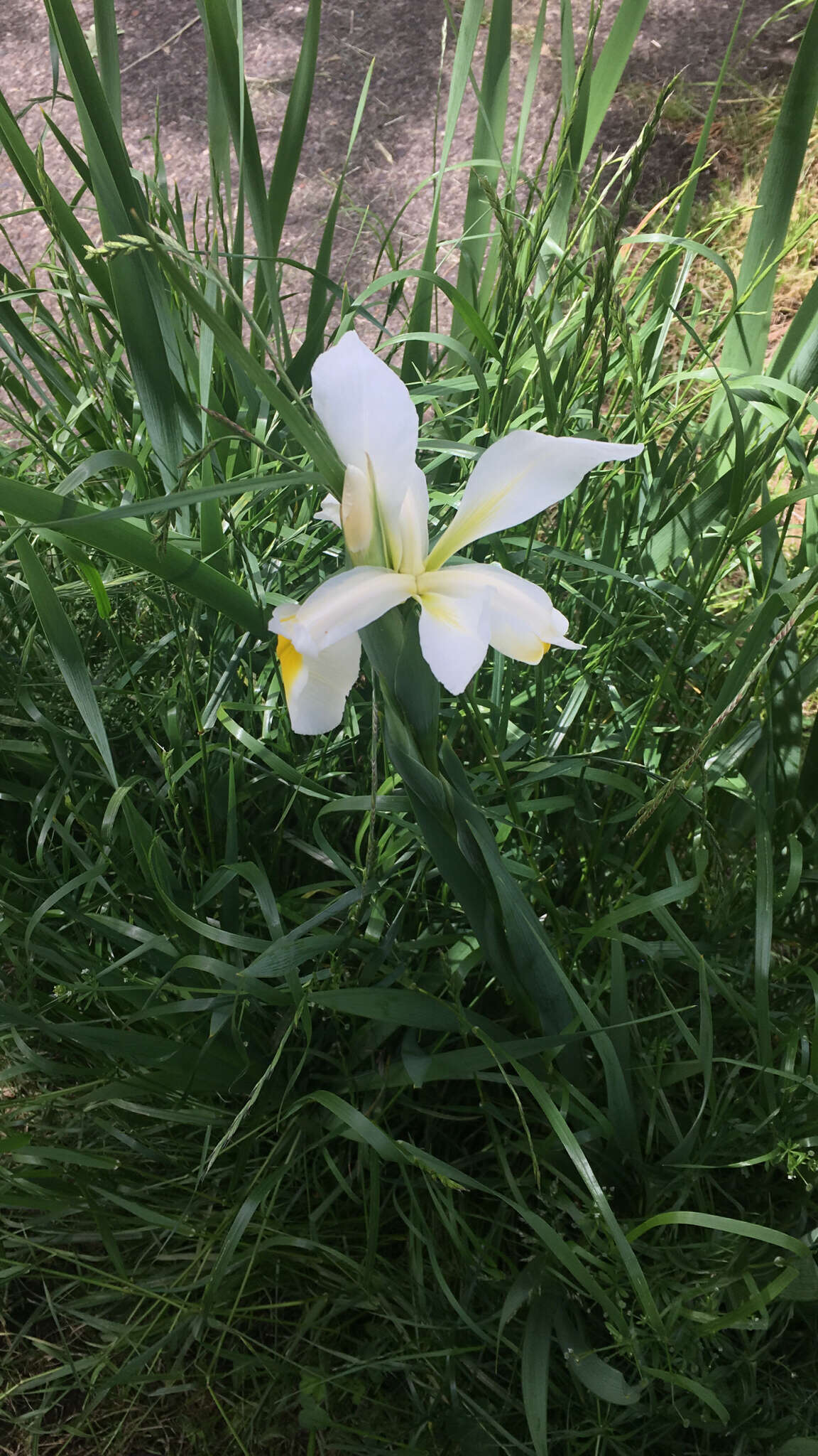 Image de Iris orientalis Mill.