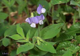 Image of Lathyrus laxiflorus (Desf.) Kuntze