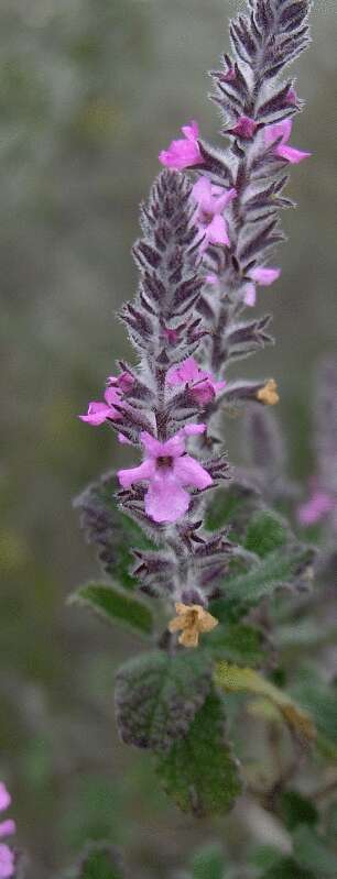 Image of mealycup sage