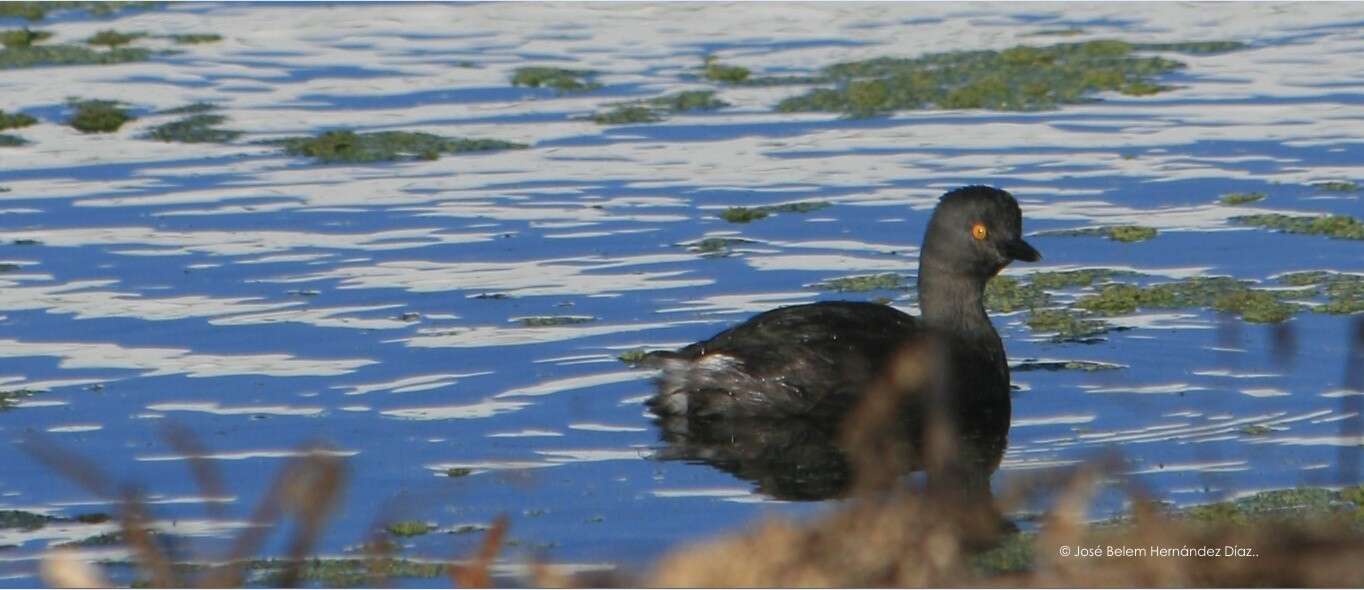 Image of Least Grebe