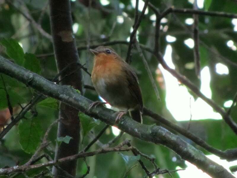 Image of Rufous Gnateater