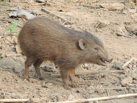 Image of pygmy hog