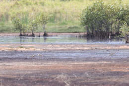 Image of Little Curlew