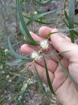 Image of Hakea dactyloides (Gaertn. fil.) Cav.