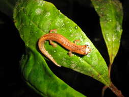 Image of Walker's Mushroomtongue Salamander