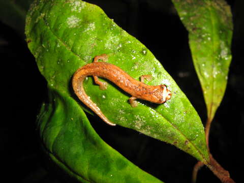 Image of Walker's Mushroomtongue Salamander