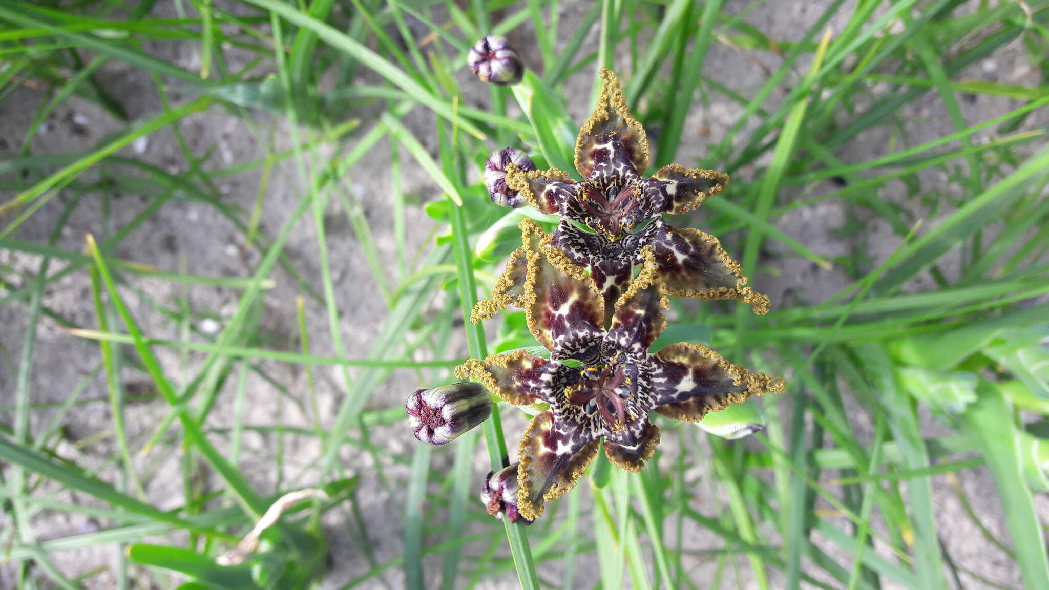 صورة Ferraria crispa Burm.