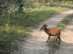 Image of Barking Deer