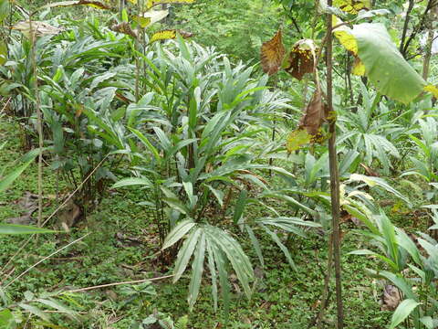 Image of cardamom