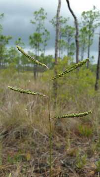 Image of Early Crown Grass