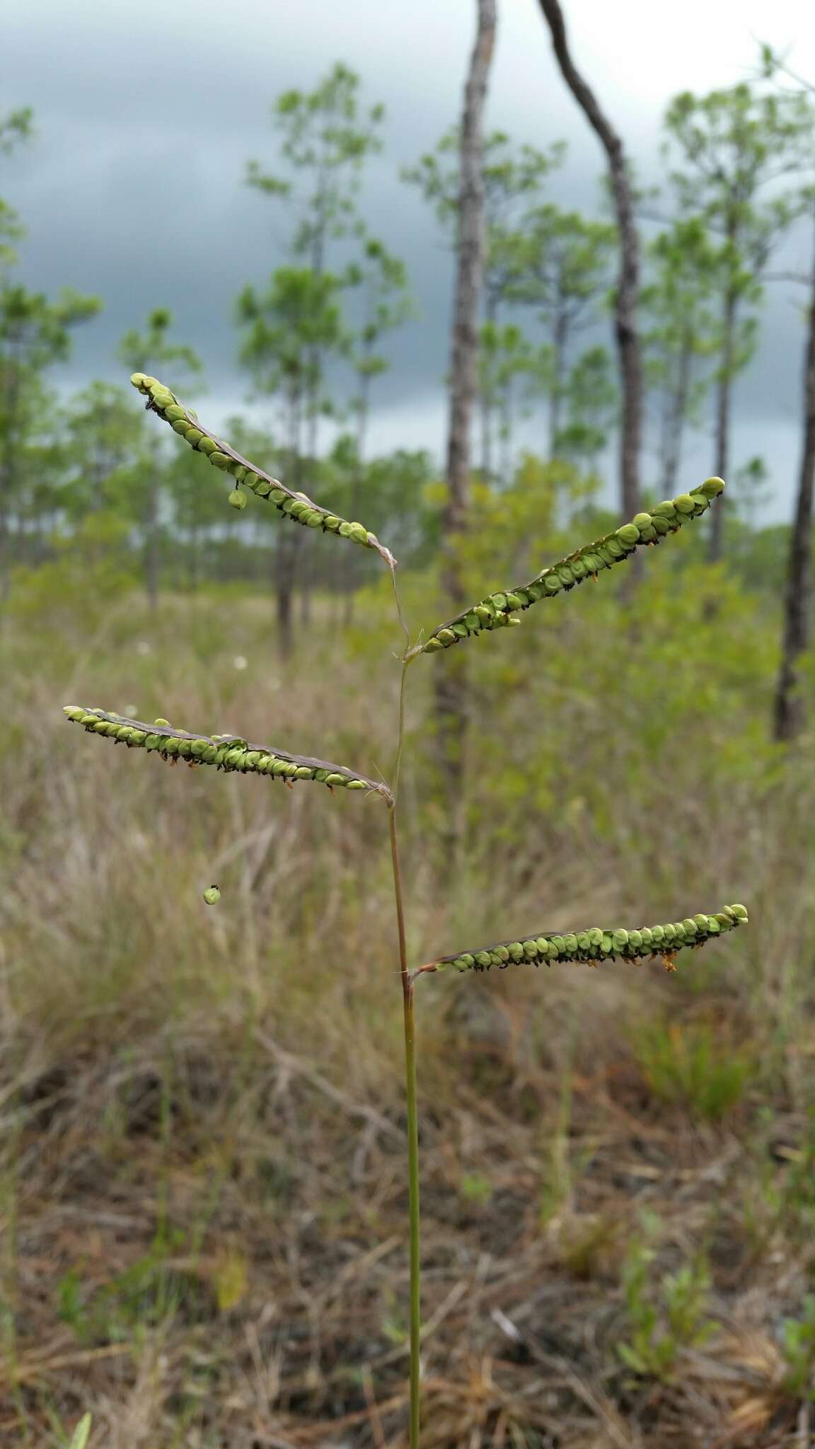 Слика од Paspalum praecox Walter