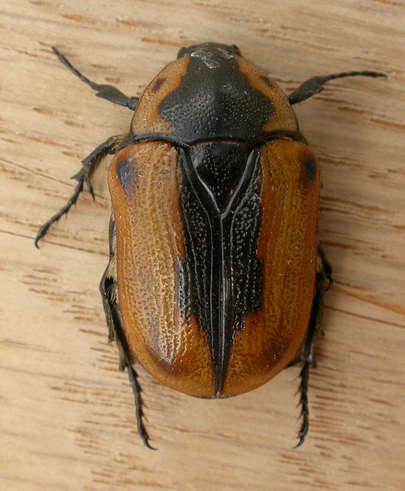 Image of Chondropyga dorsalis (Donovan 1805)