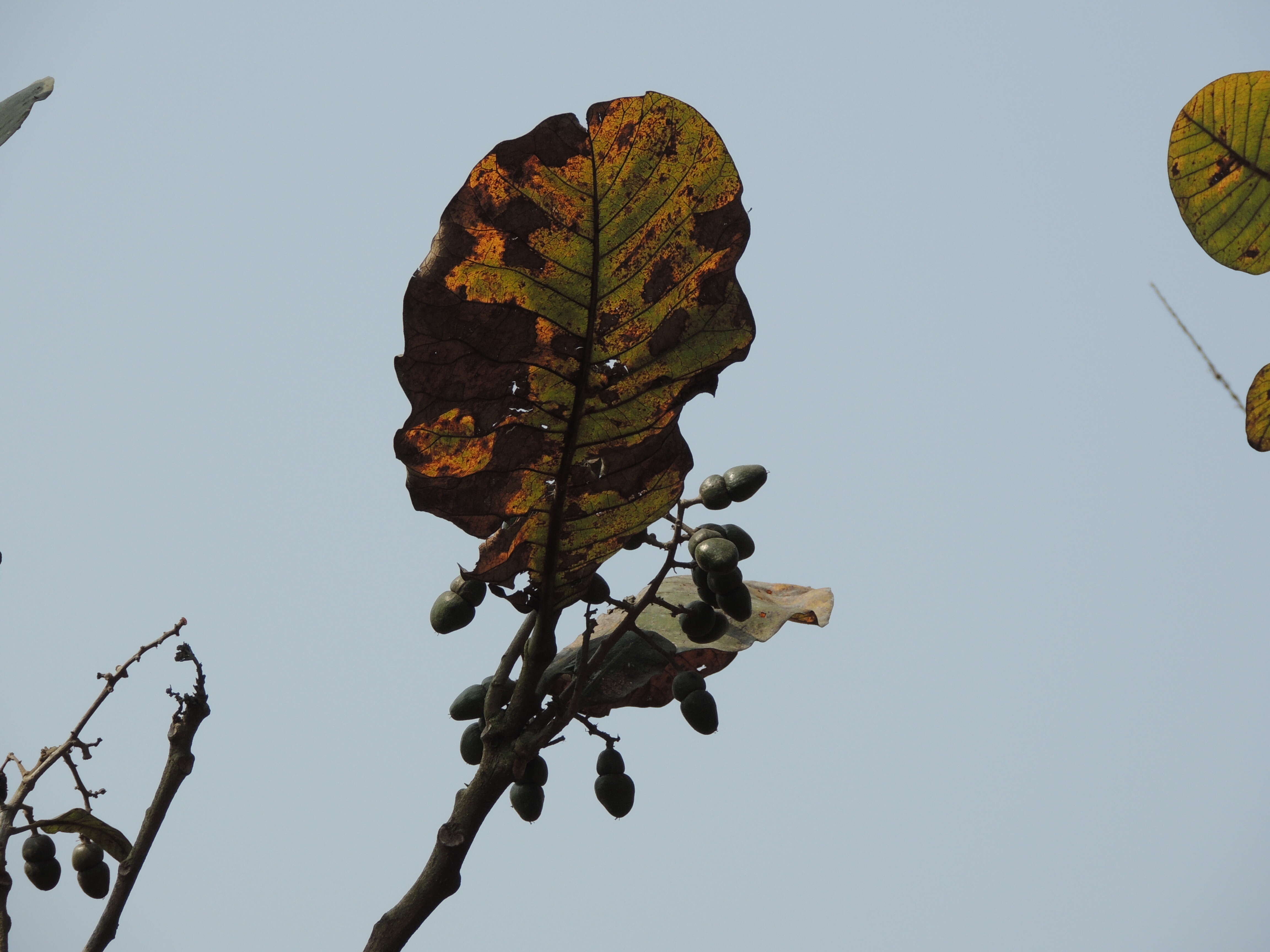 Image of markingnut tree