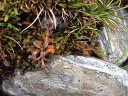 Image of Myosotis bryonoma Meudt, Prebble & Thorsen