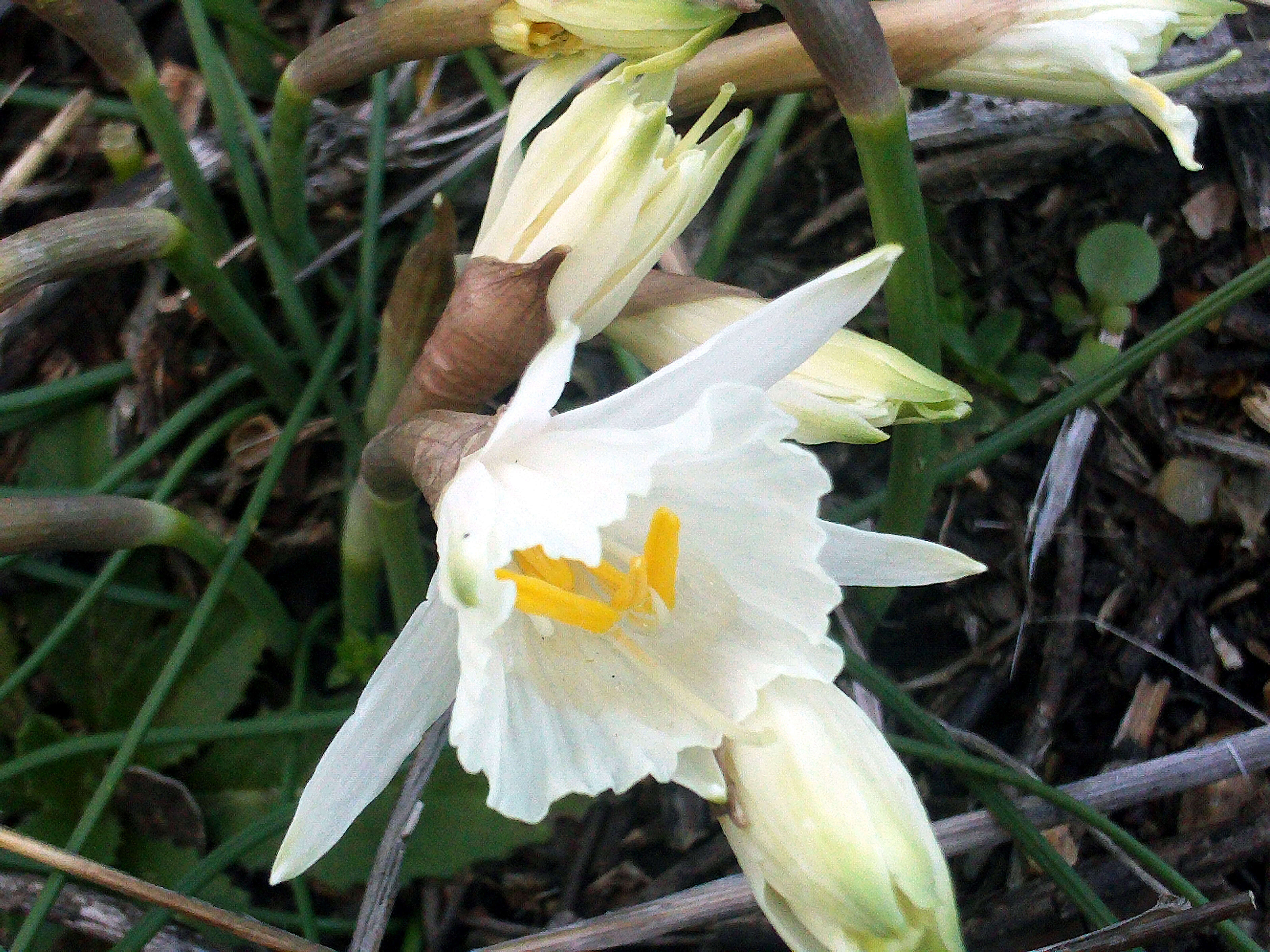 Image of Narcissus cantabricus DC.