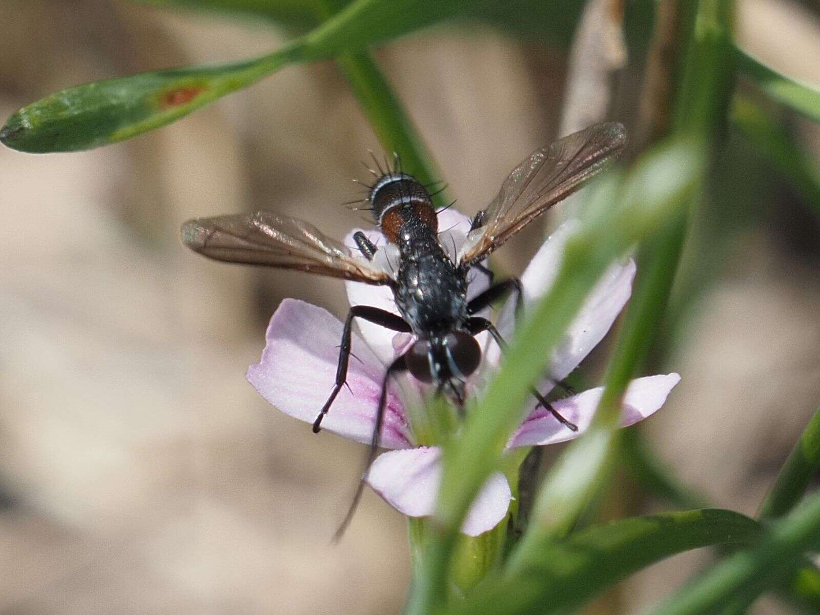 Image of Cylindromyia pusilla (Meigen 1824)