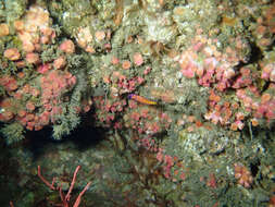 Image of encrusting star coral