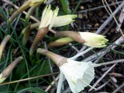 Image de Narcissus cantabricus DC.