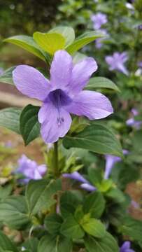 Image de Barleria cristata L.