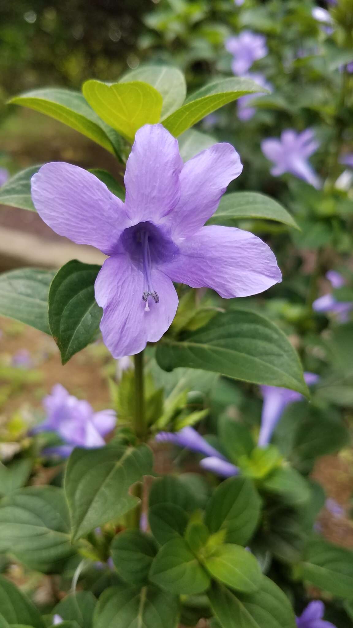 Image of crested Philippine violet