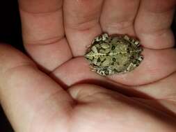 Image of western toad