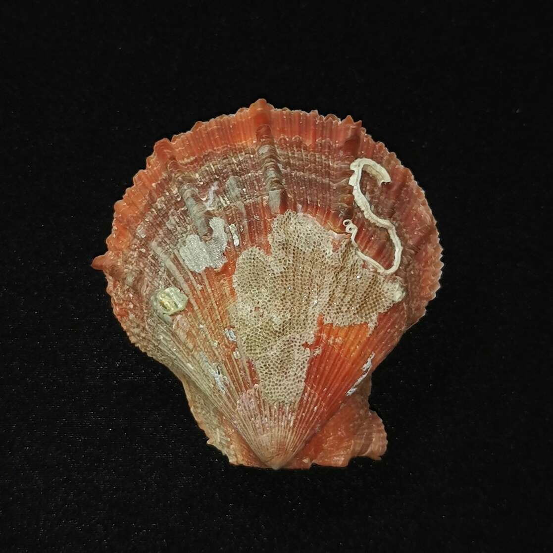 Azumapecten farreri (Jones & Preston 1904) resmi