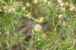 صورة Pulicaria glutinosa (Boiss.) Jaub. & Spach