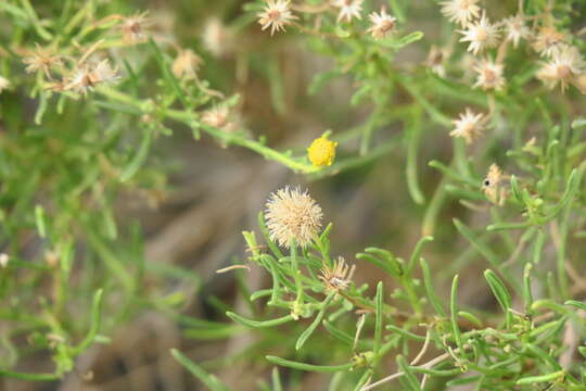 صورة Pulicaria glutinosa (Boiss.) Jaub. & Spach