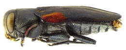 Image of Chrysobothris axillaris Horn 1886