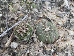 Image of Sand Dollar Cactus