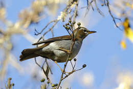 Image of Grey-sided Thrush